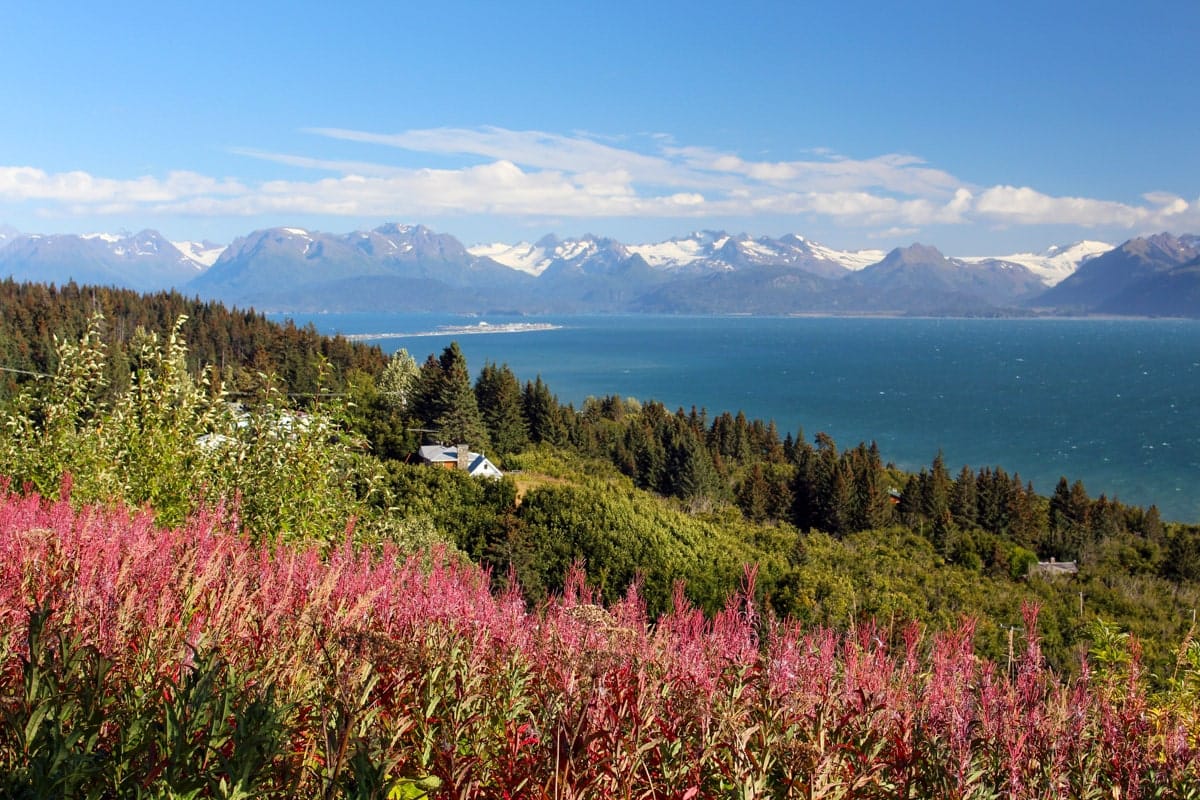 A stunning summer view of Alaska's coastline with vibrant pink wildflowers in the foreground, lush green trees, and a sparkling blue sea framed by majestic snow-capped mountains in the background