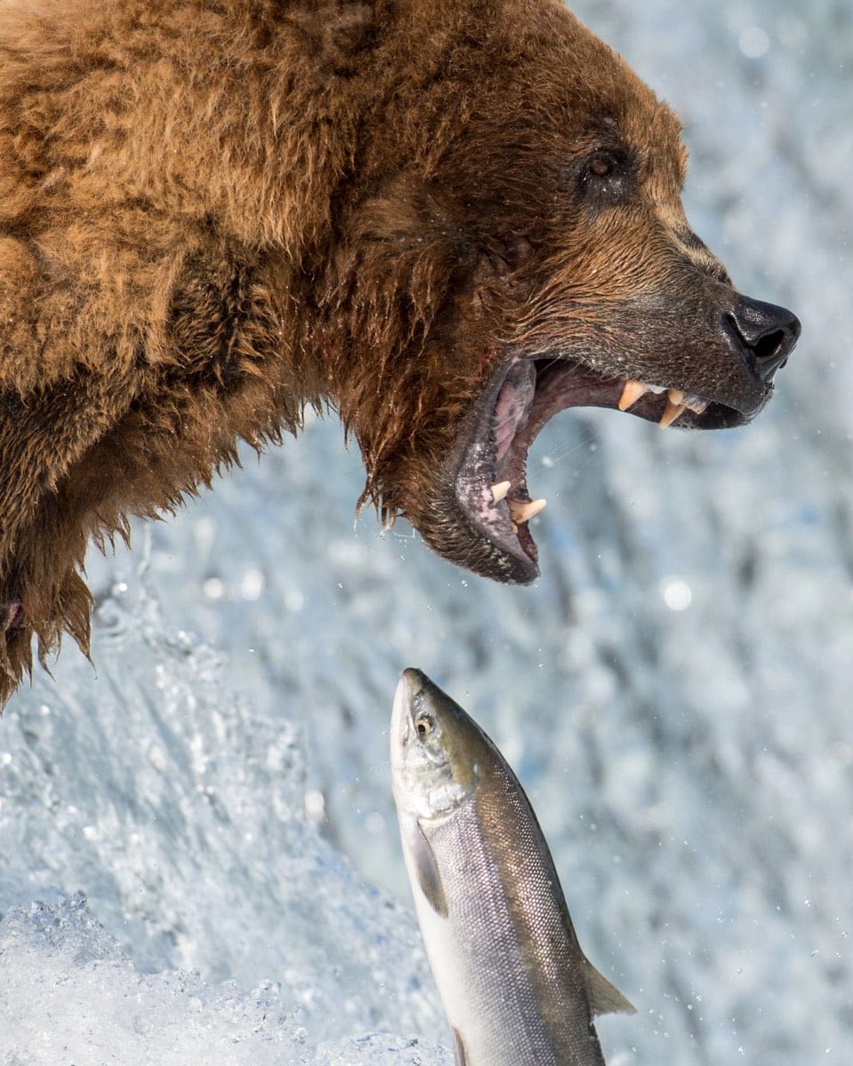 A close-up shot of a brown bear at a waterfall in Alaska, mid-roar, as a silver salmon leaps from the water in front of it, showcasing the raw beauty of wildlife.