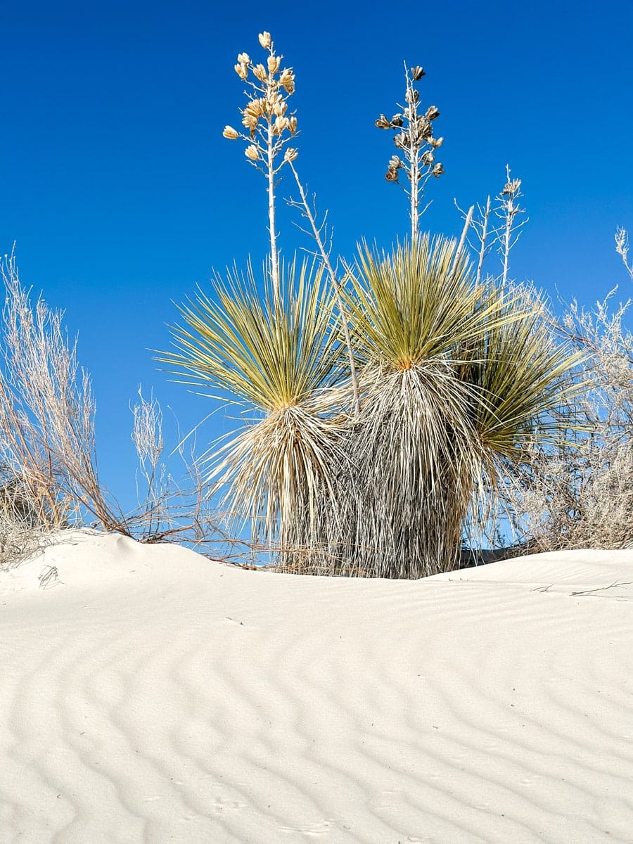 beautiful yucca plant in the white sands national park on a sunny day