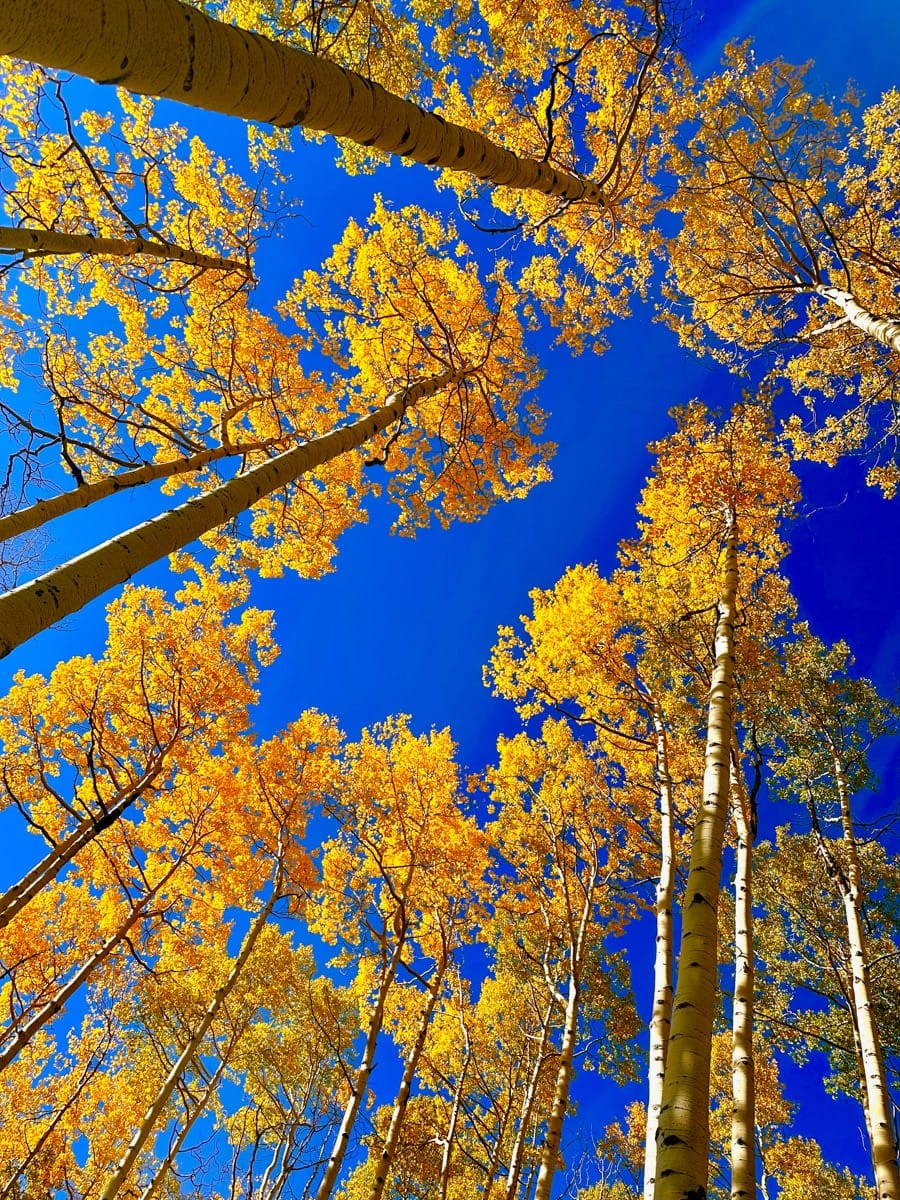 Looking up through a grove of towering aspen trees with bright golden leaves and white bark against a deep blue sky. The dramatic upward angle captures the magic of fall in Colorado’s forests.