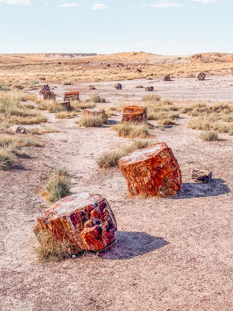 Dozens of large, colorful petrified wood logs lie scattered across a dusty desert floor in Petrified Forest National Park. The fossilized tree trunks show shades of orange, red, and brown, standing out against pale sand and golden grasses under soft afternoon light.