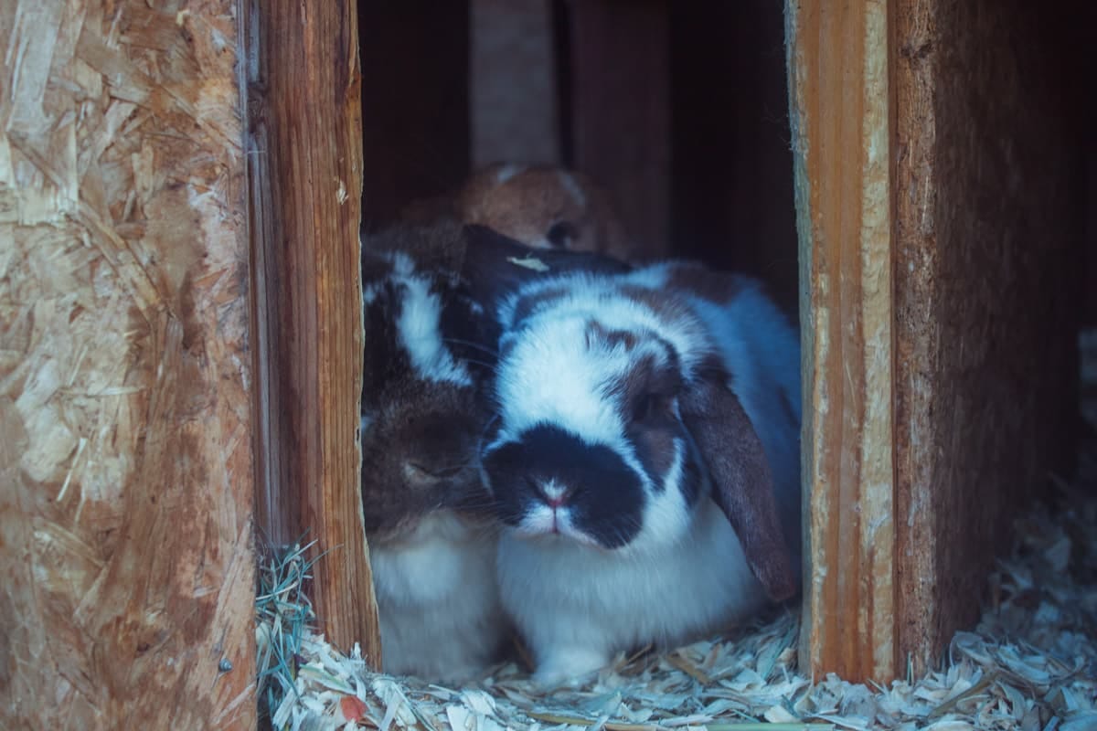 cute little bunnies in a hideout