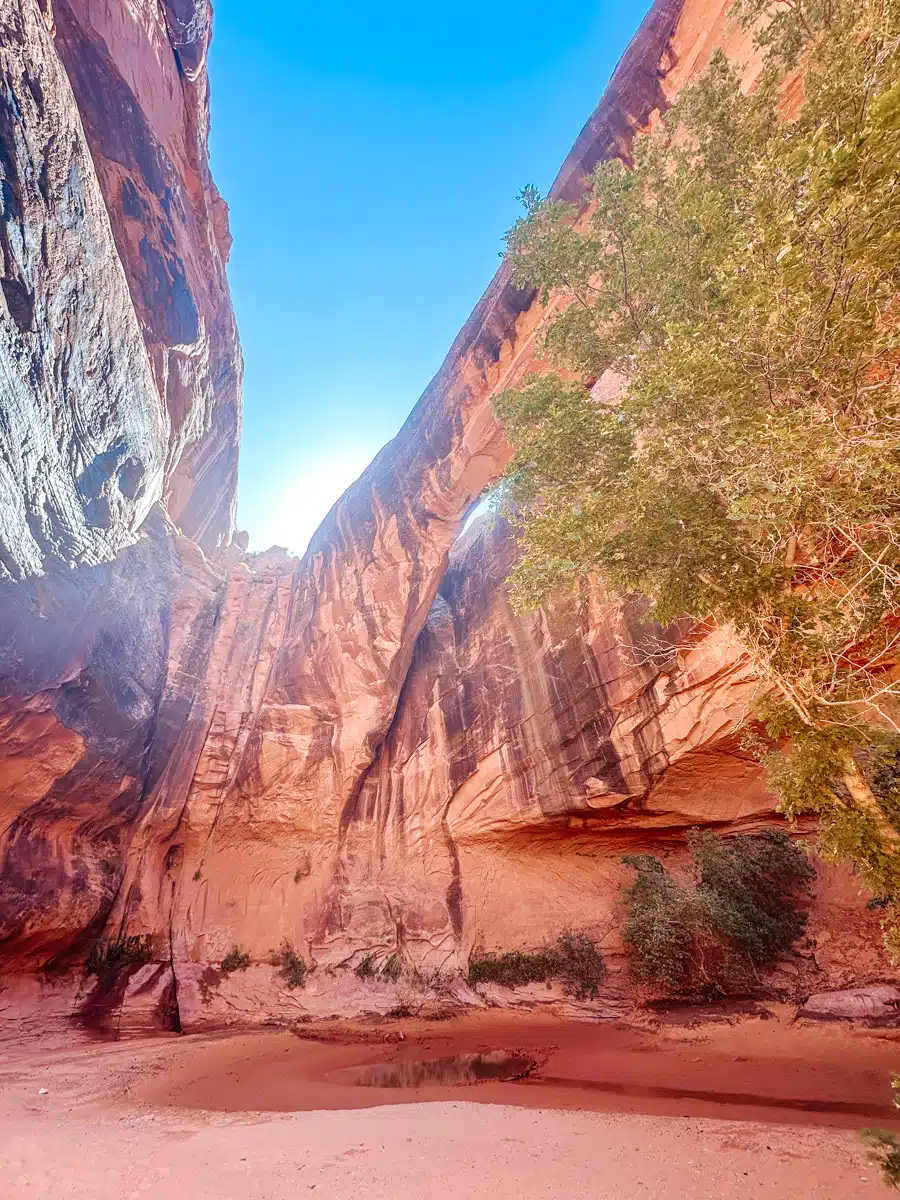 Morning Glory Arch rising above the canyon floor, partially lit by the sun with leafy trees in the foreground.