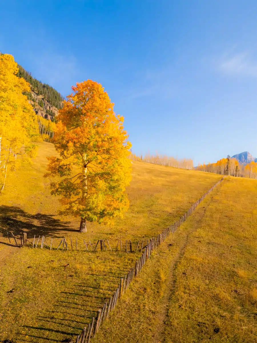 Bright orange tree in the middle of a golden fall field with a wooden fence and blue sky.