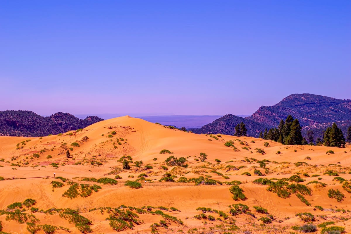 picture of the coral pink sand dunes state park in the evening glow