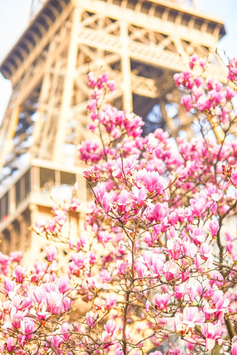 cherry blossoms in paris behind the eiffel tower. Pink magnolia tree in full bloom near the Eiffel tower in Paris. Spring season blossom in France
