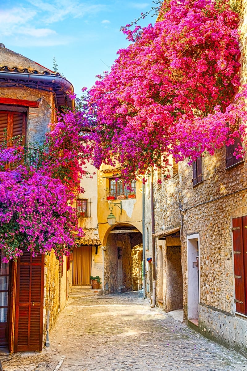 provence in spring colorful flowers